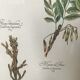 Gravure botanique precieuses tisanes encadree