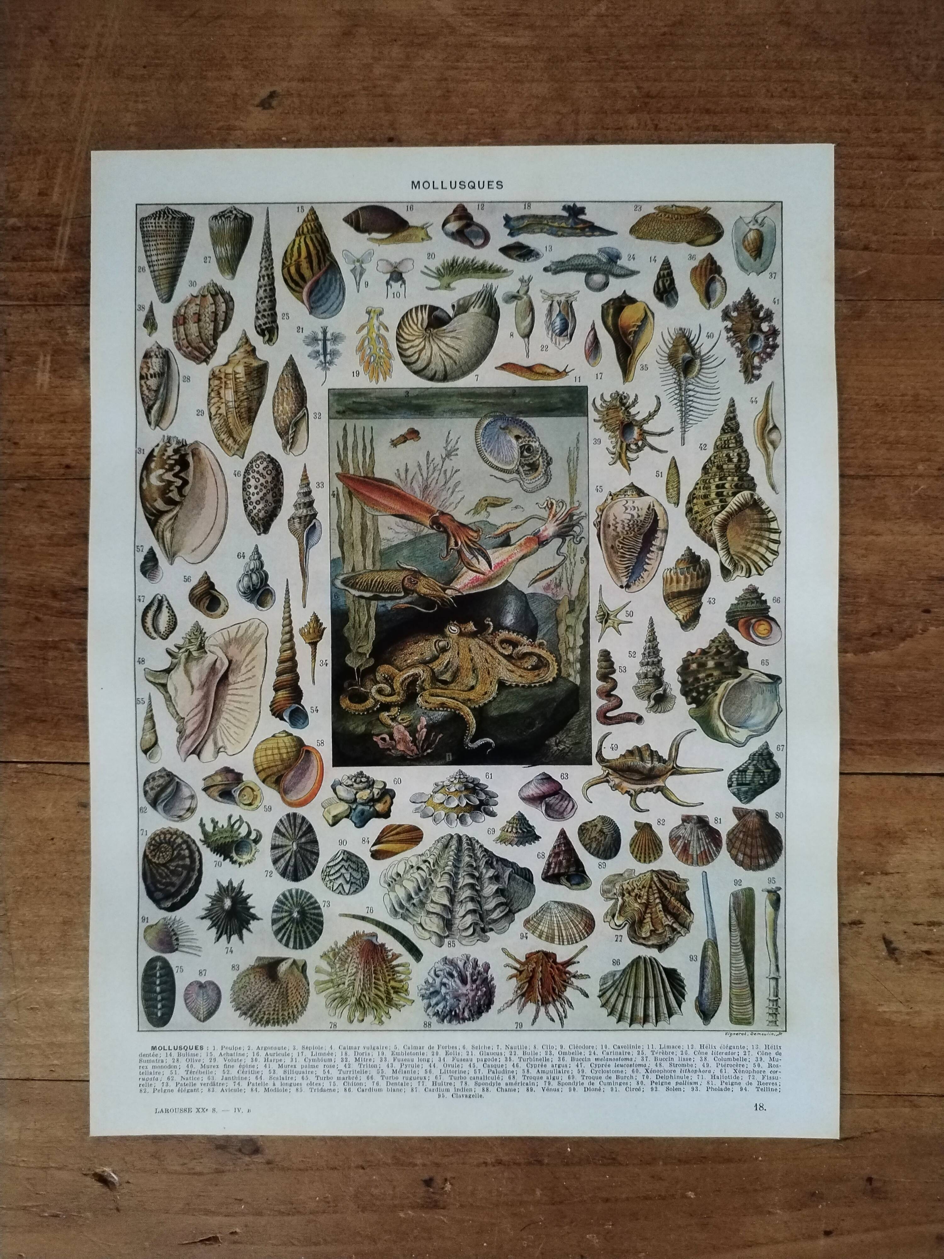 Original lithograph on molluscs