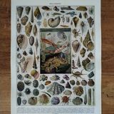 Original lithograph on molluscs