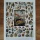 Lithographie originale sur les mollusques