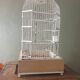 Birdcage 1900