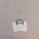 Lithographie rosier jaune de soufre P.J-Redouté
