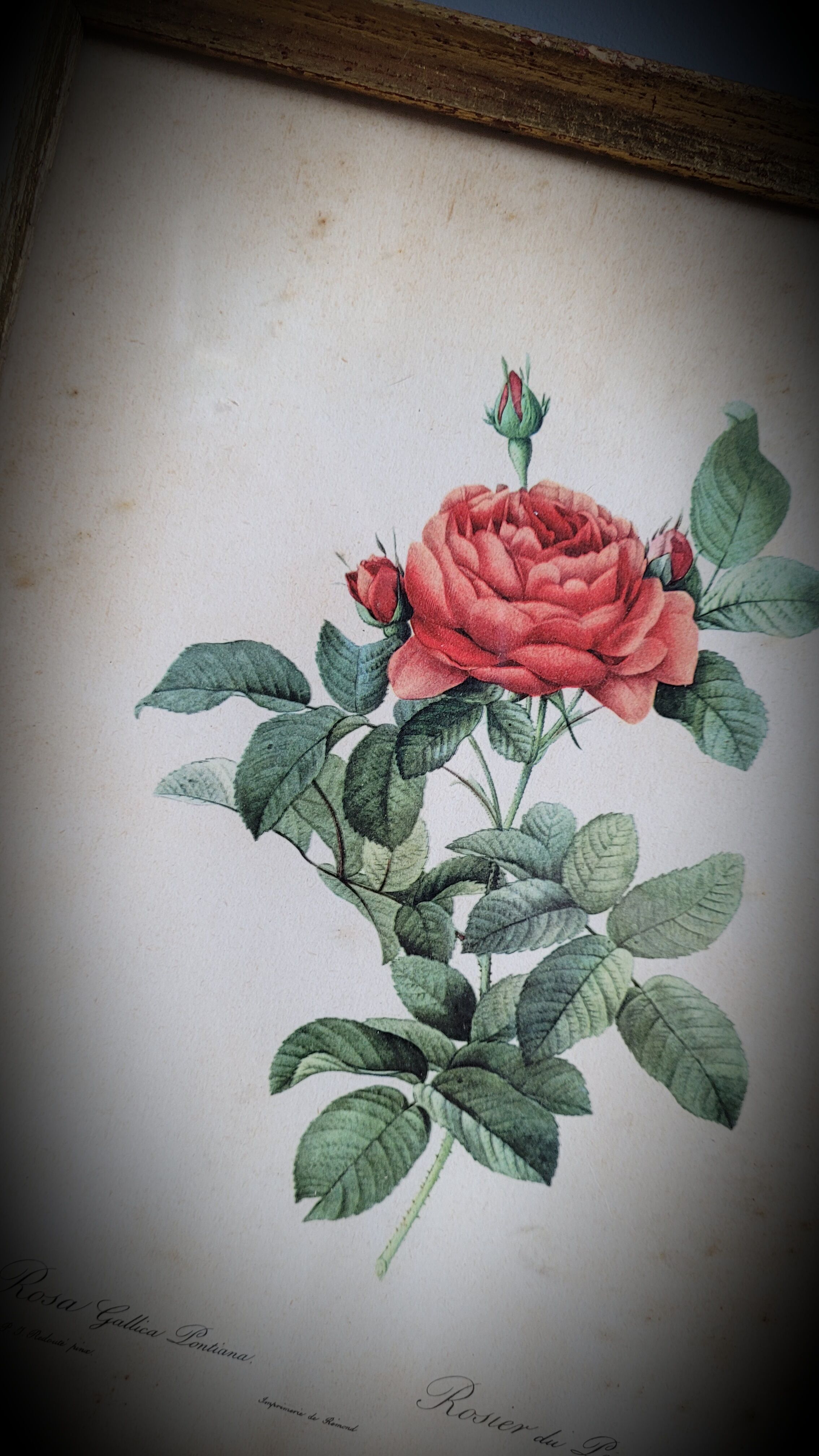 Litho rose of Pont P