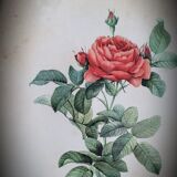 Litho rose of Pont P