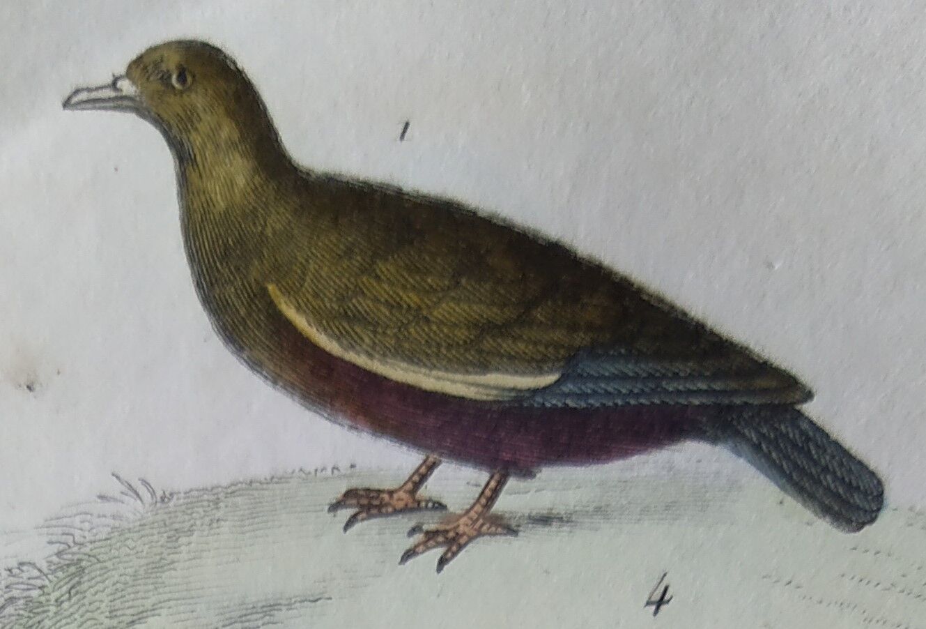 Original Ornithological Plate "Wood Pigeon - Turtle Dove - &c..." Buffon 1836