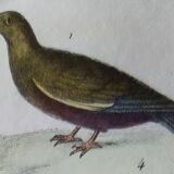 Original Ornithological Plate "Wood Pigeon - Turtle Dove - &c..." Buffon 1836