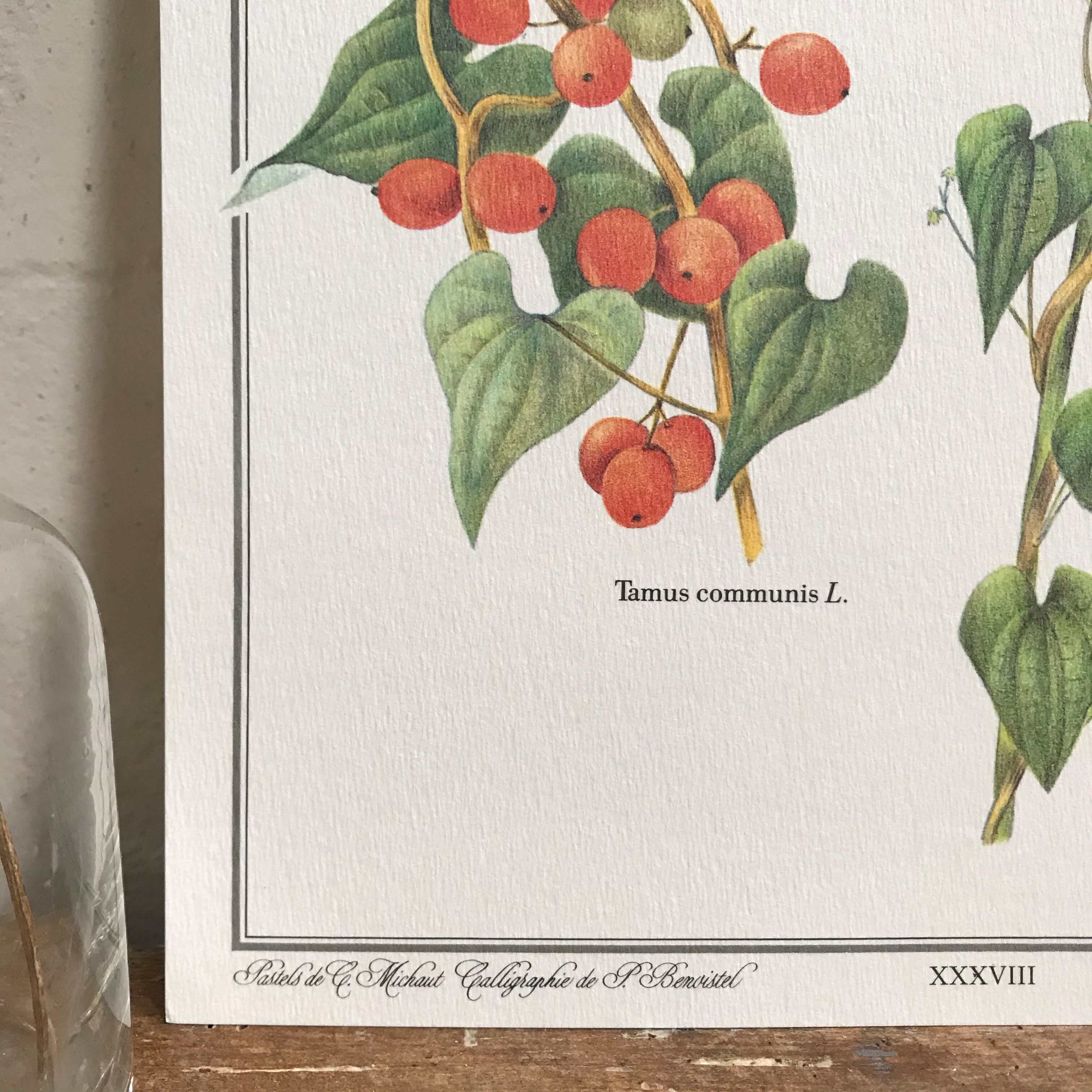 Botanical board the Tamier