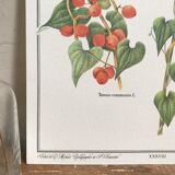 Botanical board the Tamier