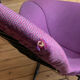 Chaise longue Knoll Bertoia Bird avec ottoman – Cadre original – Kvadra