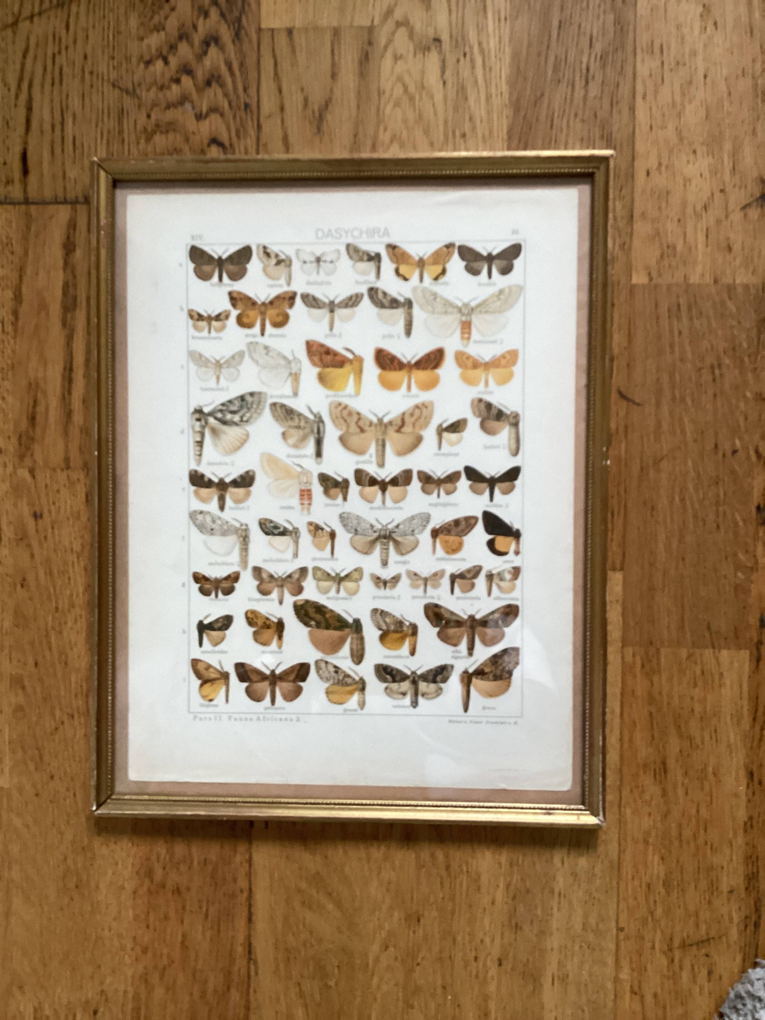 Antique color lithograph of butterflies; dimensions: height - 36.5 cm