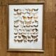 Antique color lithograph of butterflies; dimensions: height - 36.5 cm