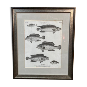 Gravure poissons