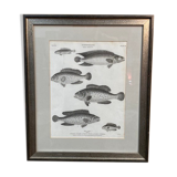 Fish engraving