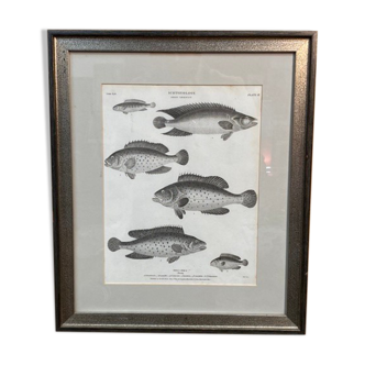 Gravure poissons