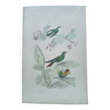 Poster - 19th century zoological engraving of birds - ruby - crested