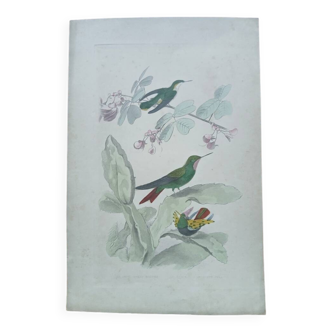Poster - 19th century zoological engraving of birds - ruby - crested