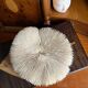 White fungia coral
