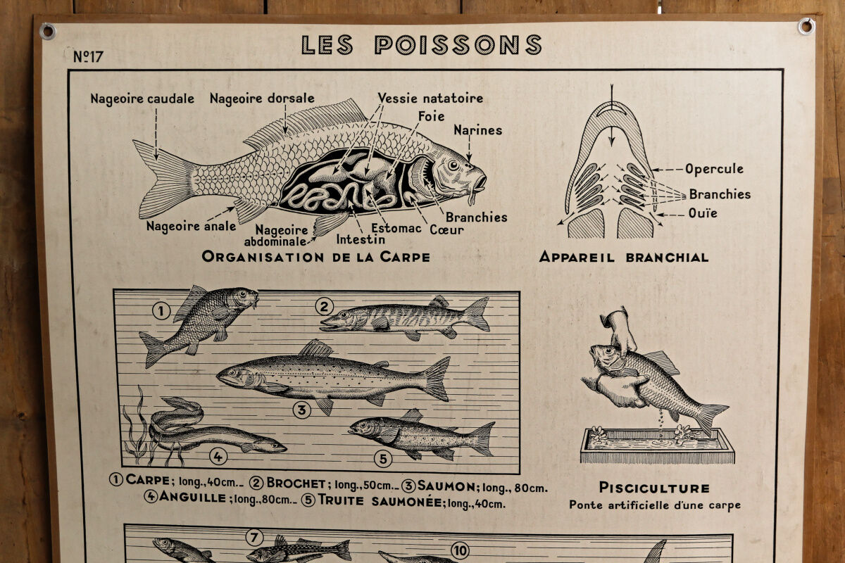 Hatier educational poster 1950