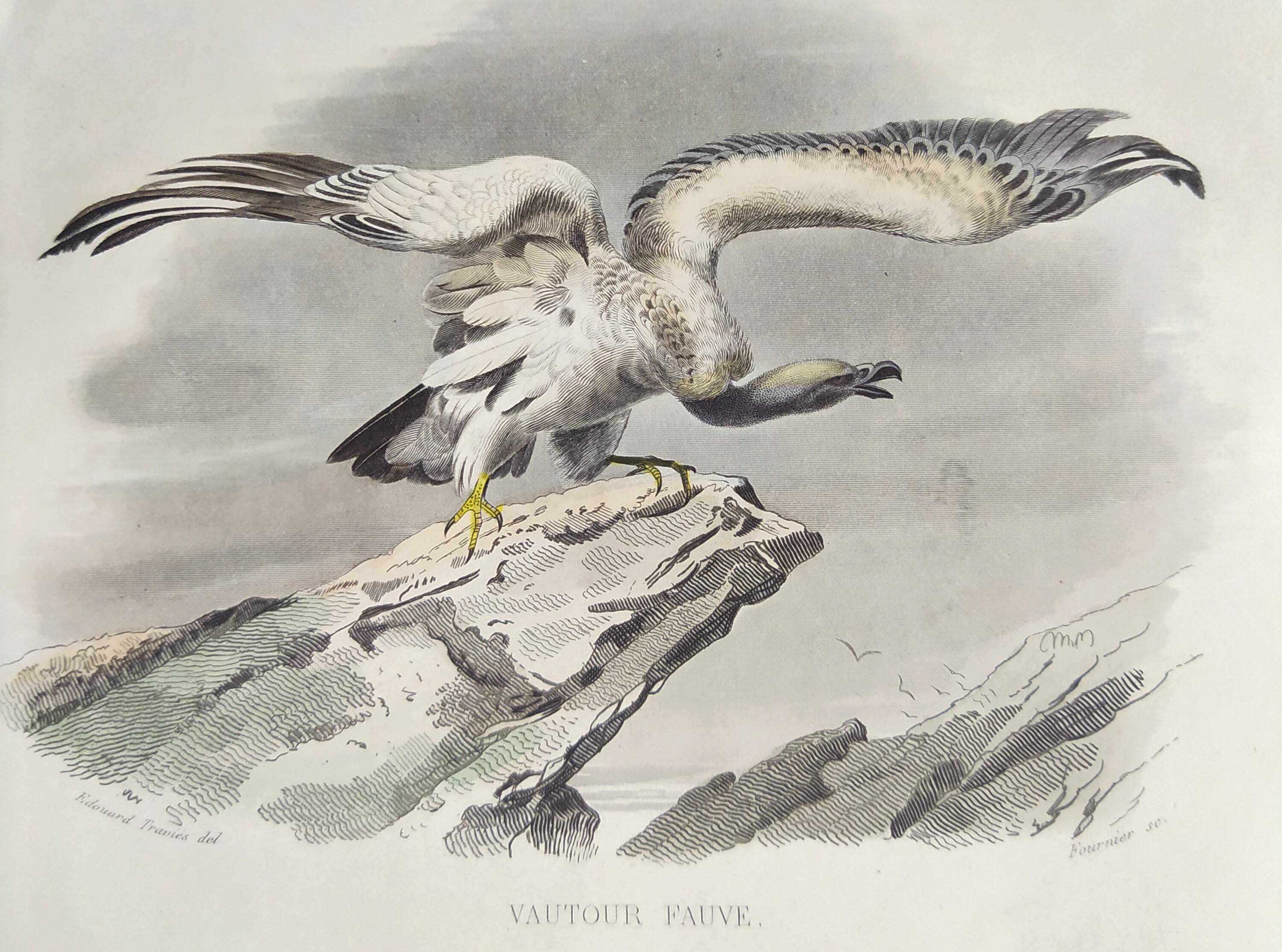Ornithological Plate Buffon 1840 "Griffon Vulture & Royal Vulture"
