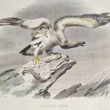 Planche Ornithologique Buffon 1840 "Vautour Fauve & Vautour Royal"