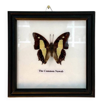 The Common Nawab, naturalized butterfly framed