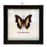 The Common Nawab, naturalized butterfly framed