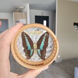 Ensemble de sous verres papillons