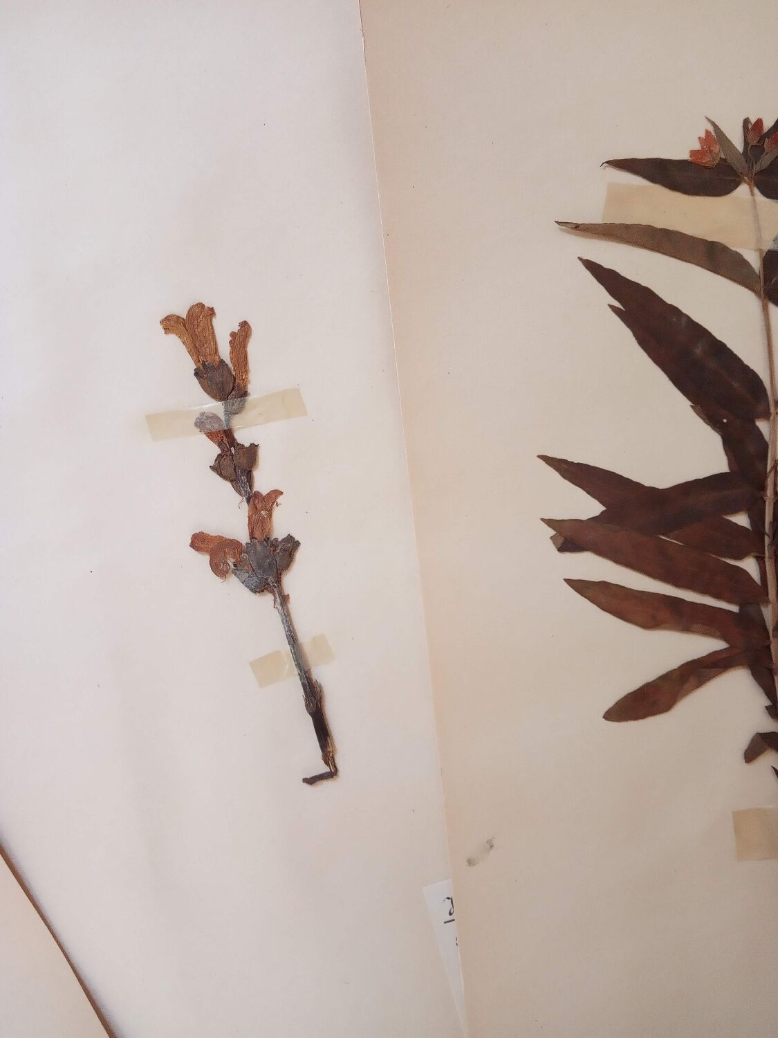 Old Swedish Herbarium - 4 plates