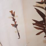 Old Swedish Herbarium - 4 plates