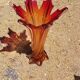 Murano glass vase
