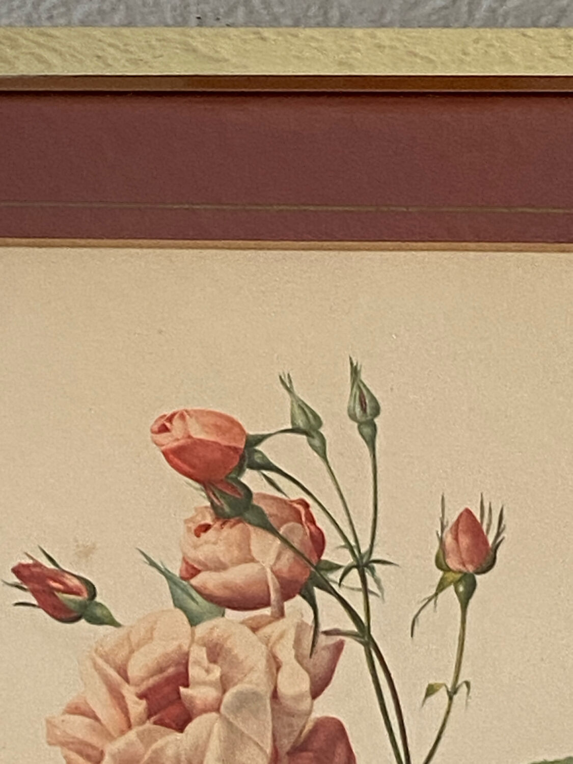 Botanical poster, P-J Redouté, brass frame