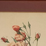 Botanical poster, P-J Redouté, brass frame