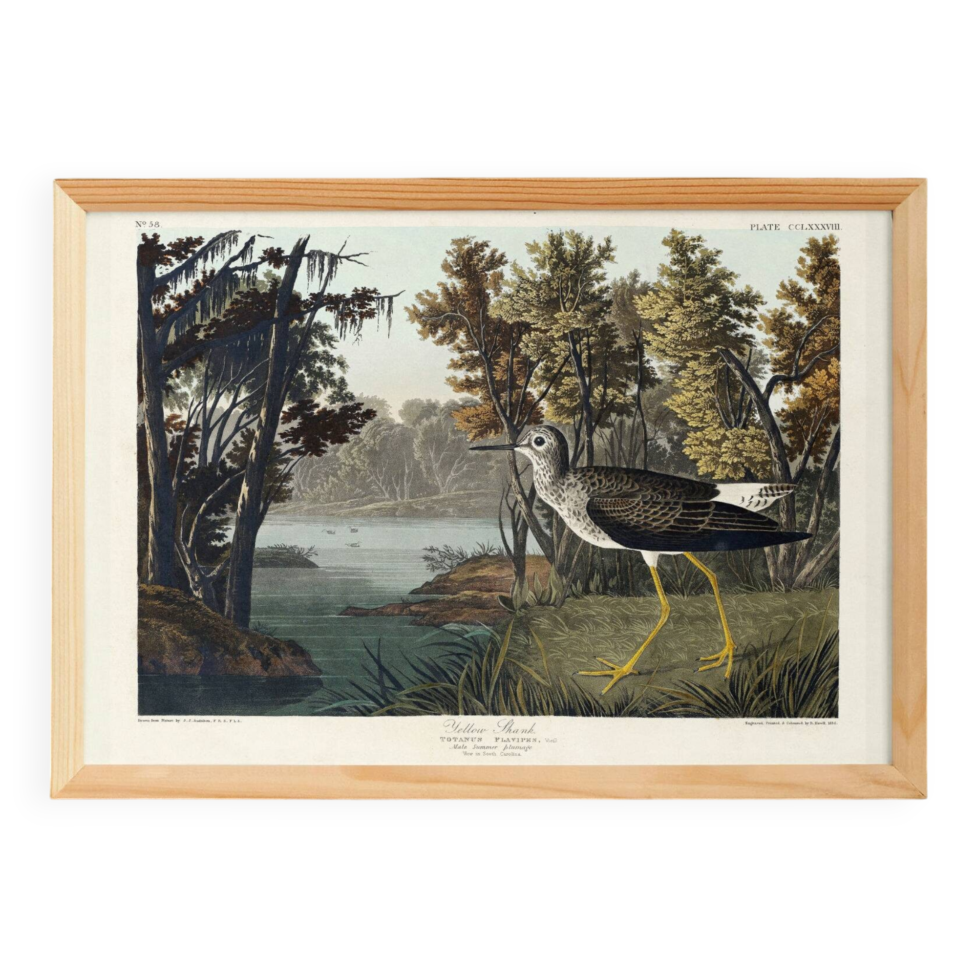 Poster about the Yellow-legged Knight, based on an old engraving