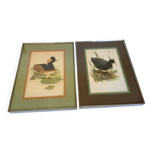 Paire d’illustrations d’oiseaux encadrés — Beyit