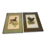 Pair of framed bird illustrations