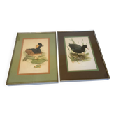 Pair of framed bird illustrations