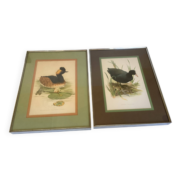 Paire d’illustrations d’oiseaux encadrés