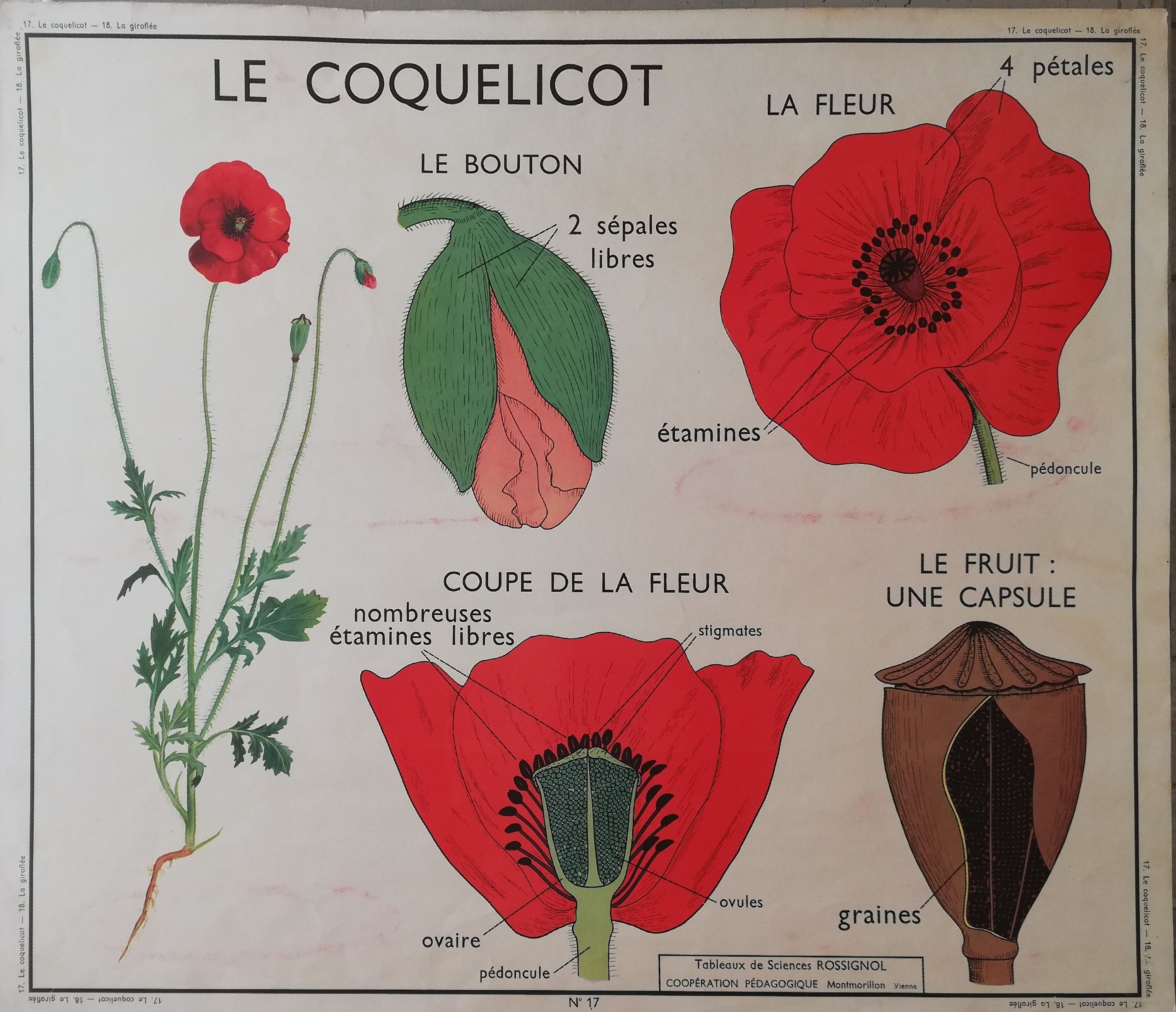 Old Rossignol school poster