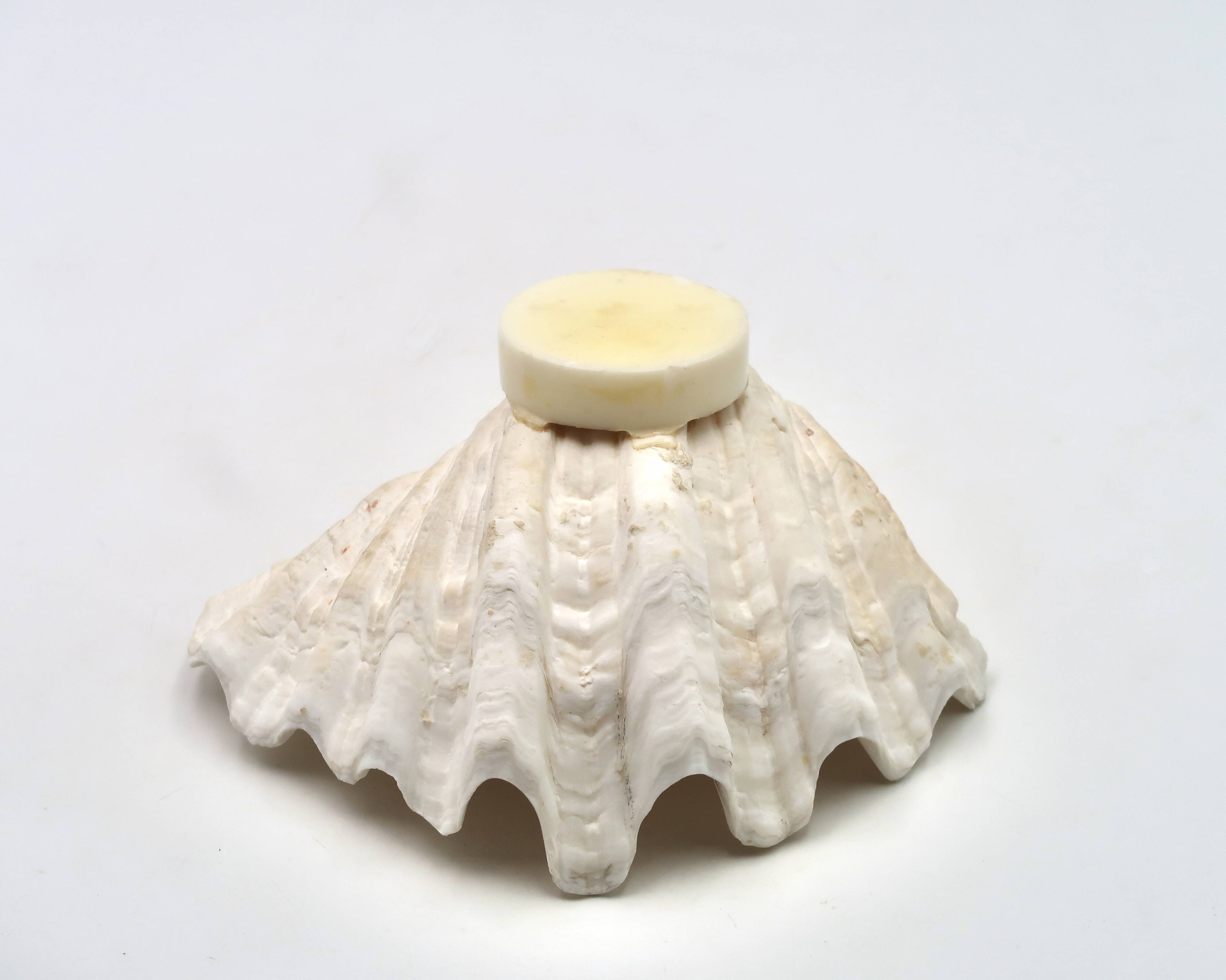 Natural shell catchall, 1970s.