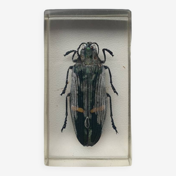 Resin inclusion insect - BUPRESTE TO IDENTIFY Curiosity - No. 20