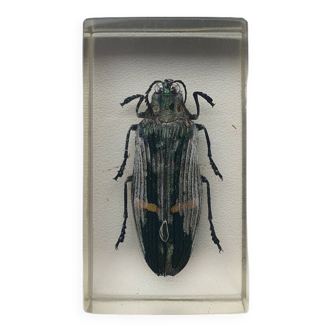 Resin inclusion insect - BUPRESTE TO IDENTIFY Curiosity - No. 20