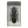 Resin inclusion insect - BUPRESTE TO IDENTIFY Curiosity - No. 20