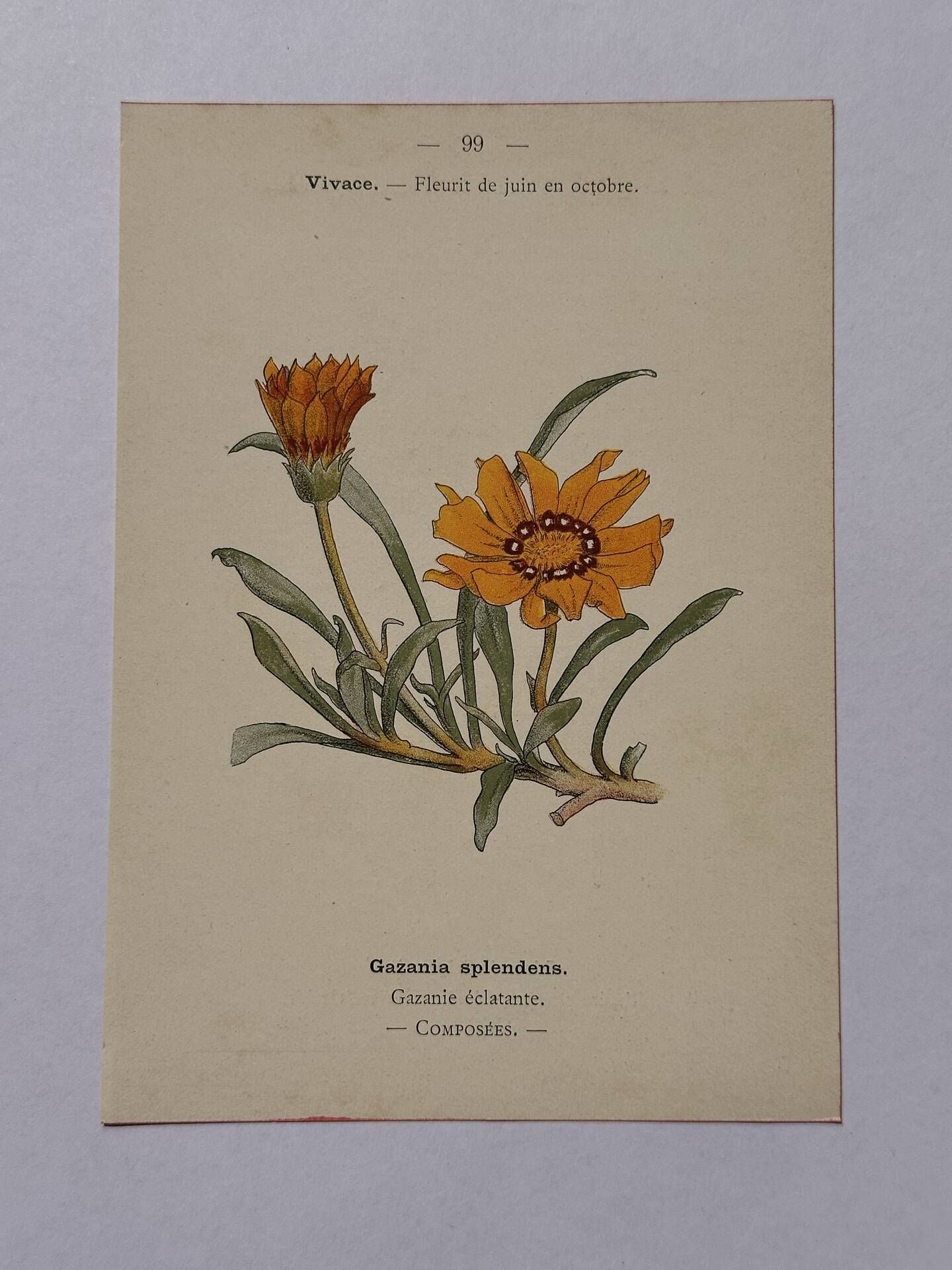 Botanical engraving 19th century naturalist poster French flower wine