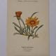 Botanical engraving 19th century naturalist poster French flower wine