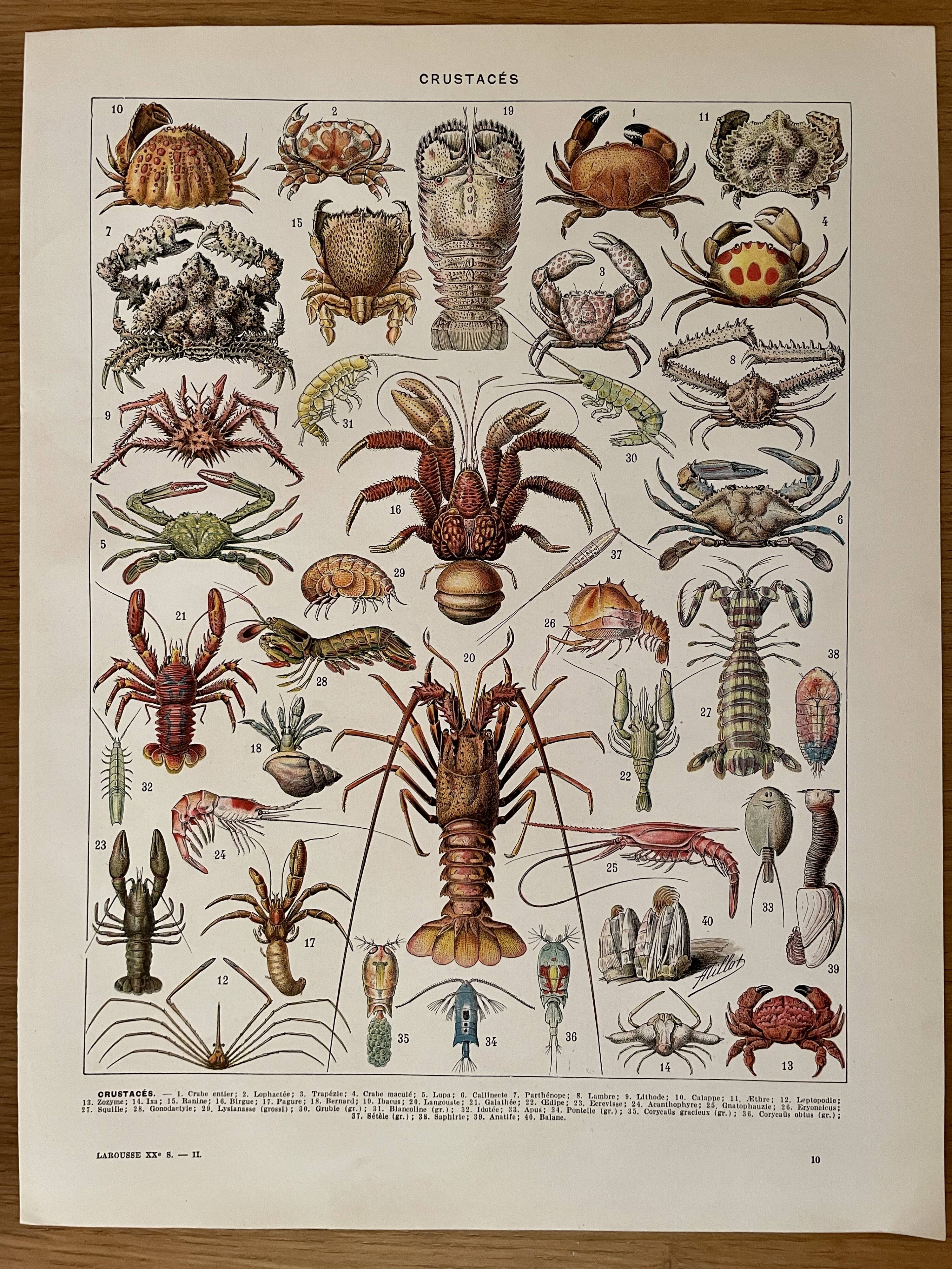 Lithograph on crustaceans - 1930