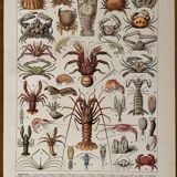 Lithograph on crustaceans - 1930