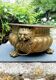 Large brass lion planter 19th century