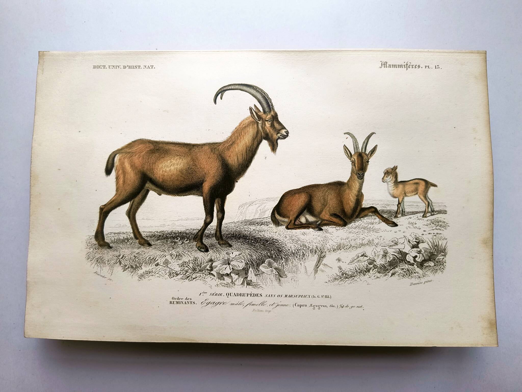 Old engraving from 1849. Egagre by E.Travies. Atlas of Orbigny. color
