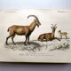 Old engraving from 1849. Egagre by E.Travies. Atlas of Orbigny. color
