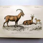 Old engraving from 1849. Egagre by E.Travies. Atlas of Orbigny. color